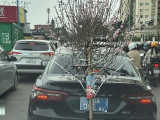 Tài xế xe biển xanh 80A chở cành đào che biển số bị phạt 23 triệu đồng