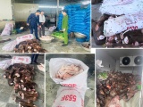 Thanh Hóa: Bắt gần 6 tấn thực phẩm hôi thối chuẩn bị tuồn vào thị trường 