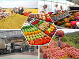Xuất khẩu nông lâm thủy sản bứt phá trong 2 tháng đầu năm 2026