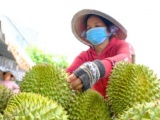 Xuất khẩu rau quả tăng tốc, đối mặt áp lực chi phí