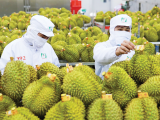Xuất khẩu rau quả đạt hơn 2 tỷ USD sau 4 tháng 