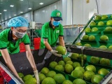Bưởi và chanh Việt Nam rộng cửa xuất khẩu chính ngạch sang Trung Quốc