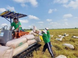 Giá gạo thế giới tăng mạnh, cơ hội để gạo Việt bứt phá