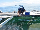 Hướng đi chiến lược mở ra tương lai bền vững cho kinh tế thủy sản Cà Mau