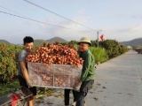 Bắc Ninh: Sản lượng vải thiều giảm 50%, doanh thu vẫn cán mốc 3.700 tỷ đồng