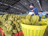 Nông sản Việt đối mặt những thách thức mới tại thị trường Trung Quốc 