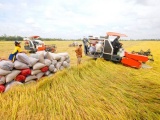Xuất khẩu gạo giữ nhịp tăng trưởng, hướng tới giá trị 'xanh'