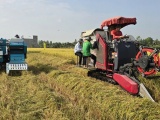 Thúc đẩy lúa gạo phát thải thấp, chìa khóa nâng tầm giá trị hạt gạo Việt
