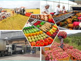 Đơn giản hóa thủ tục về mã số vùng trồng, gỡ khó cho nông sản và sầu riêng xuất khẩu