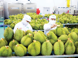 Hoàn thiện 'hạ tầng kỹ thuật' để xuất khẩu rau quả sang Trung Quốc bứt phá
