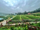 Để phát triển dược liệu, Nghệ An cần hướng tới 3 giá trị cốt lõi