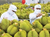 Xuất khẩu rau quả Việt Nam tăng trưởng mạnh, hướng đến mốc 10 tỷ USD