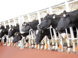Giảm phát thải tại trang trại TH: Dinh dưỡng chính xác cho đàn bò tạo khác biệt ra sao?