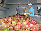 EU siết chặt quy định môi trường, doanh nghiệp Việt cần chủ động thích ứng
