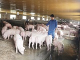 DATC muốn thoái vốn tại doanh nghiệp nuôi lợn ở Hà Tĩnh