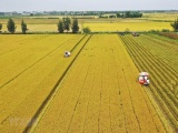 Chuyển mục đích sử dụng hơn 81 ha đất trồng lúa tại Long An