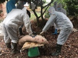 Xuất hiện bệnh dịch tả lợn Châu Phi tại tỉnh Bắc Kạn