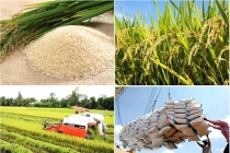 Dự báo xuất khẩu gạo đối mặt với nhiều thách thức trong 6 tháng cuối năm