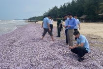 Hàng chục tấn vỏ ngao dạt vào bờ biển Thanh Hóa