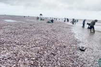 Nam Định: Hàng chục tấn ngao trôi dạt vào bờ biển 