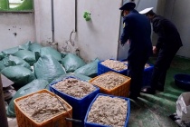 Bắc Giang: Tạm giữ gần 10 tấn thực phẩm đông lạnh không rõ nguồn gốc
