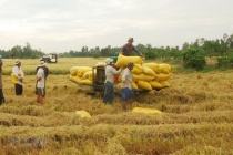 Ngân hàng Nhà nước chỉ đạo đẩy mạnh cho vay thu mua, kinh doanh lúa, gạo