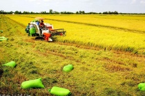 Sắp diễn ra Festival Quốc tế ngành hàng lúa gạo tại Việt Nam
