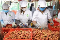 Vải thiều Thanh Hà được nâng tầm thương hiệu nhờ khai thác đa giá trị và tiêu thụ đa kênh