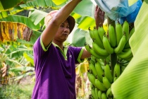 Tăng sức cạnh tranh, thúc đẩy xuất khẩu các sản phẩm trái cây có lợi thế