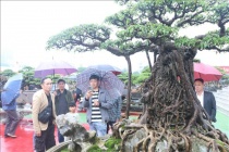 Hơn 5.000 tác phẩm sinh vật cảnh khoe sắc tại Festival Đất Tổ – Phú Thọ 2025