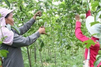 Hợp tác xã dịch vụ nông nghiệp Mường Tấc và điểm sáng giúp nông dân Phù Yên giảm nghèo bền vững