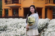 Ngỡ ngàng vườn cúc họa mi bung nở trắng xóa ở Thanh Hoá 