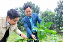 HTX Nông nghiệp thực phẩm Thanh Lâm Phú Thọ: Chuyển dịch cơ cấu kinh tế nông thôn, tạo sinh kế bền vững cho người dân