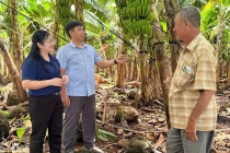 Hợp tác xã Thanh Bình (Đồng Nai): Cây chuối mở lối thoát nghèo bền vững cho người dân địa phương