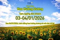 Cánh đồng hướng dương TH tạm đóng cửa ngày 3-4/1/2026