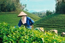 Bộ Công Thương khẩn trương tháo gỡ ách tắc cho gần 500 container chè tại Pakistan