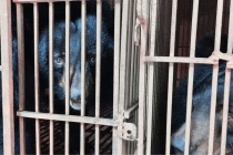 Hà Nội là điểm nóng lớn nhất về nuôi nhốt gấu tại Việt Nam  