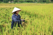 Các trường hợp miễn thuế sử dụng đất nông nghiệp từ ngày 1/1/2026 đến hết năm 2030