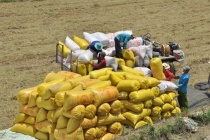 Việt Nam dự kiến xuất khẩu 7,73 triệu tấn gạo trong năm 2026