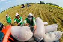 Gạo phát thải thấp: 'Chìa khóa' nâng tầm thương hiệu và giá trị xuất khẩu gạo Việt