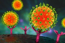 Việt Nam chưa ghi nhận trường hợp mắc bệnh do virus Nipah