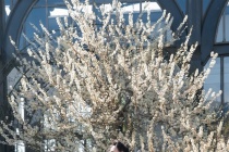 Lạc bước giữa 'thiên đường hoa mận' cứ ngỡ cao nguyên Mộc Châu trên đỉnh Fansipan