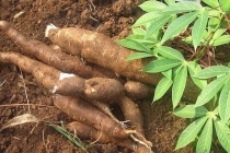 Ngành sắn Việt Nam và thách thức từ bài toán truy xuất nguồn gốc