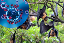 Bộ Y tế yêu cầu sẵn sàng ứng phó sự cố lây truyền bệnh của virus Nipah qua thực phẩm