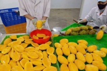 Nông sản Việt trước “làn sóng” kiểm soát mới từ Ba Lan và EU