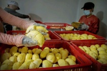 Sầu riêng Việt Nam vào “tầm ngắm” kiểm soát an toàn thực phẩm tại Đài Loan (Trung Quốc)