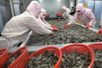 Tôm Việt trước sức ép mới khi Ấn Độ đẩy mạnh xuất khẩu sang EU