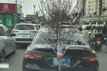 Tài xế xe biển xanh 80A chở cành đào che biển số bị phạt 23 triệu đồng