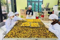 “Vàng xanh” từ đại ngàn: Khi chè hoa vàng bước ra thị trường