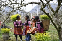 Trắng một miền xuân: Hoa mận nở trên non cao phía Bắc